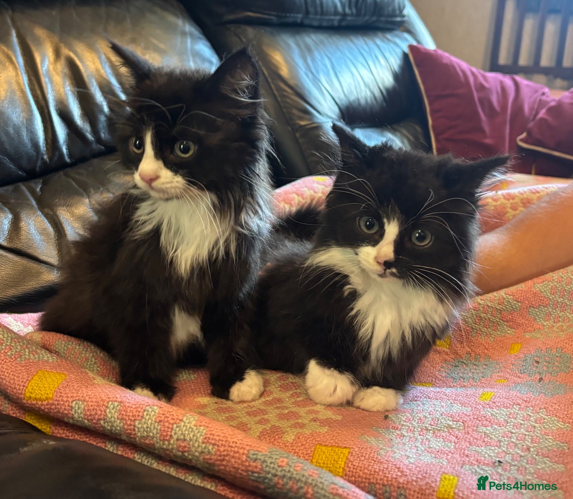 Mixed Breed cats Black and white Gorgeous kittens - Advert 2