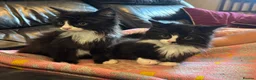 Mixed Breed cats for sale: Black and white Gorgeous kittens - Advert 1