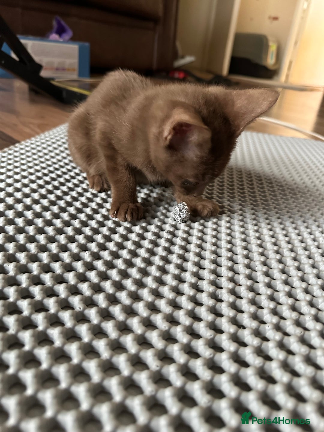 Mixed Breed cats for sale: Amazing Half Bengals !!! - Advert 15