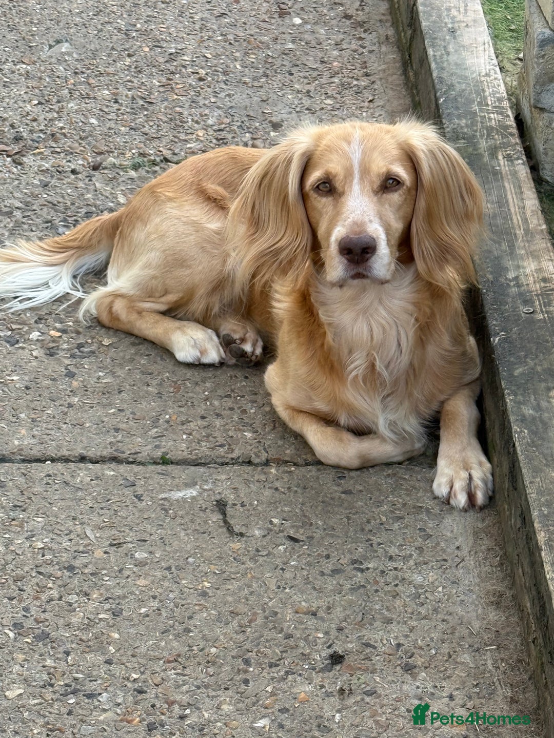 Cocker Spaniel dogs for sale: Working Cocker Spaniels  - Image 2