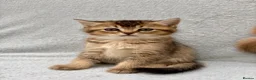 British Shorthair cats for sale: Pedigree golden kittens - black golden & chocolate - Advert 4