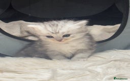 Perdoll cats for sale: Rare Perdolls  - Image 2