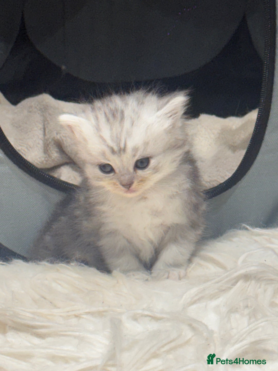 Perdoll cats for sale: Rare Perdolls  - Image 2