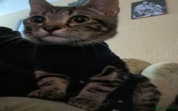 Domestic Shorthair cats for sale: Kitkat  - Image 4