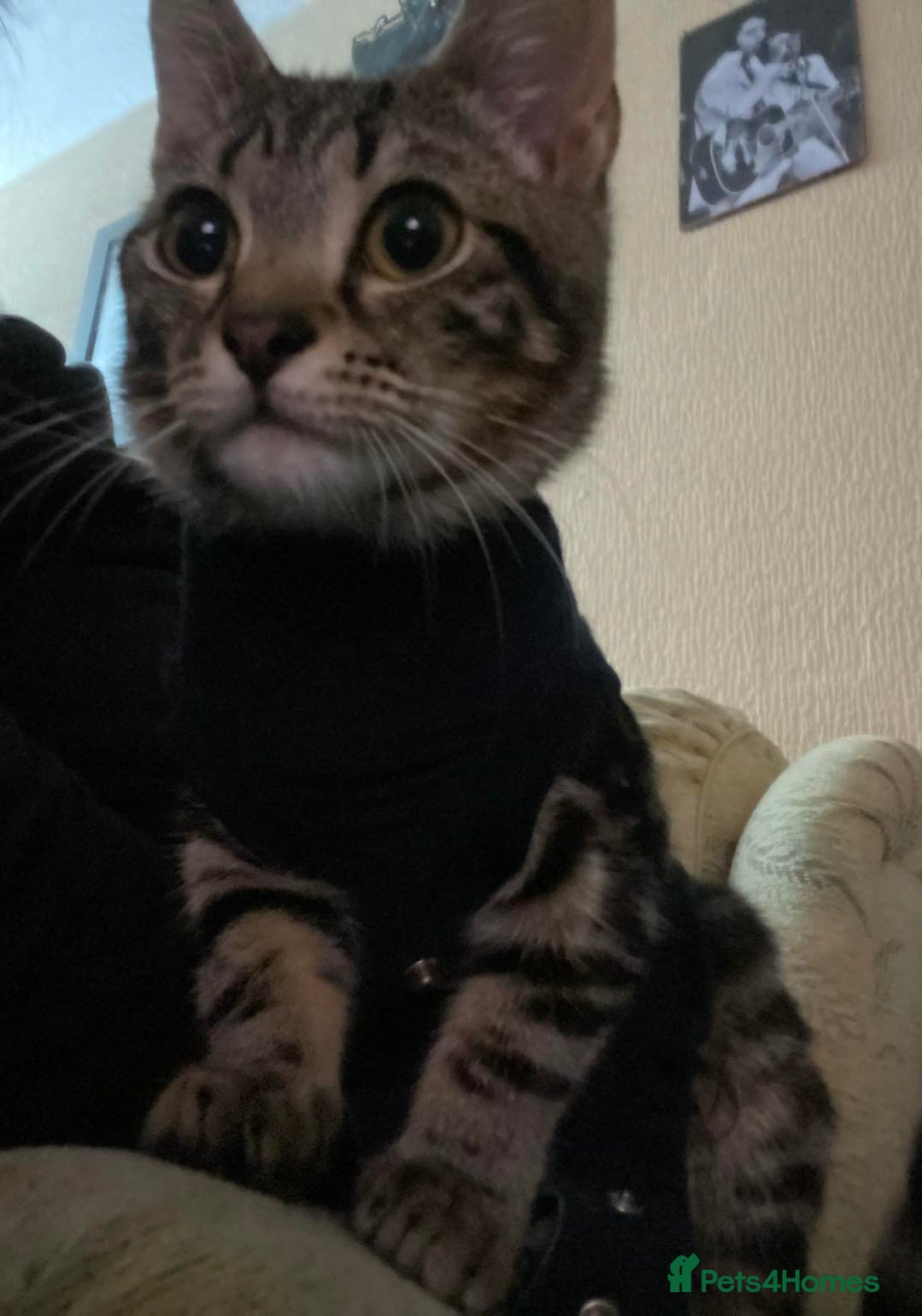 Domestic Shorthair cats for sale: Kitkat  - Image 4