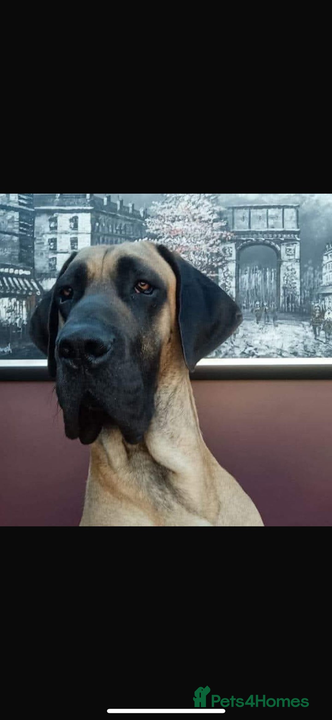 Great Dane dogs for sale: Beautiful fawn Great Dane puppies  - Image 11