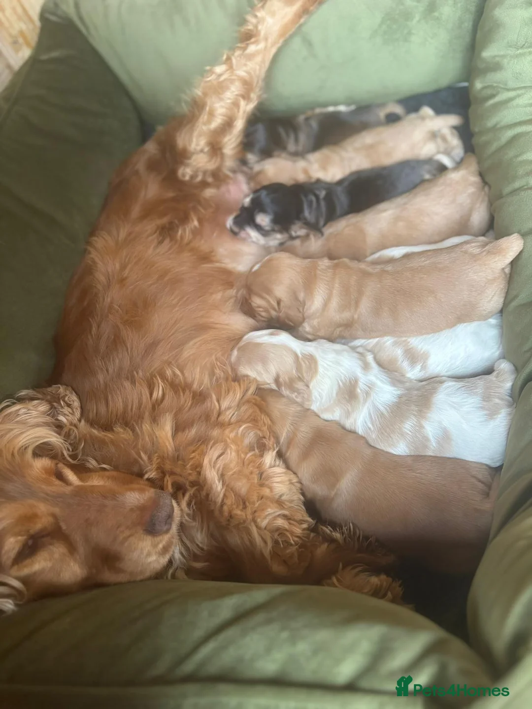 Cocker Spaniel dogs for sale: Show - Type girl and boy  in Hinckley - Advert 6