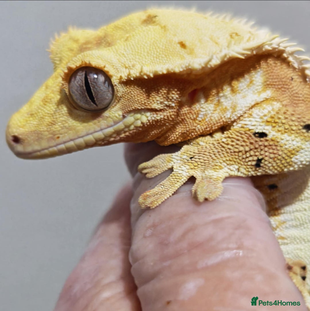 Gecko reptiles for sale: Gecko with viv - Image 3