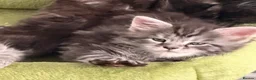 Maine Coon cats for sale: 2 Maine Coon Kittens - Advert 3