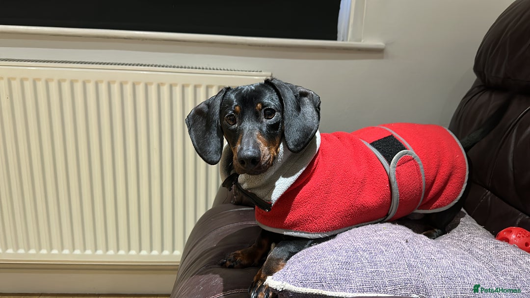 Miniature Dachshund dogs for sale: Beautiful Miniature Dachshund  - Image 5