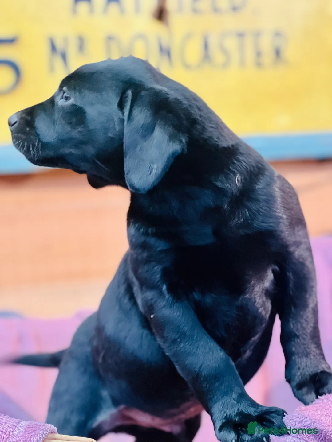 Labrador Retriever dogs for sale: KC Labrador Pups Chunky Traditional  Working - Advert 13