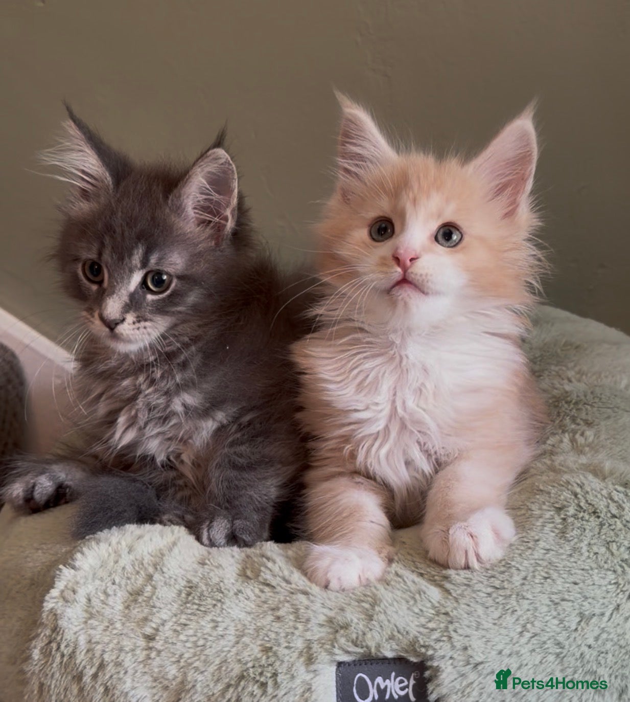 Maine Coon cats Beautiful pedigree Maine Coon kittens READY NOW - Advert 2