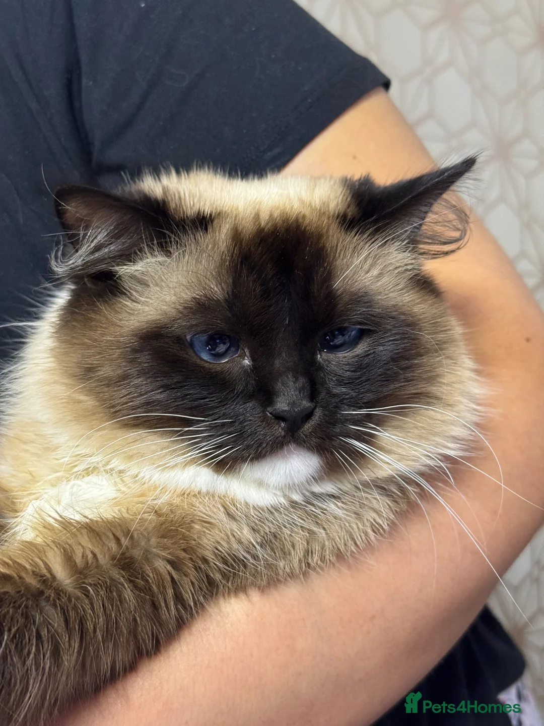 Ragdoll cats for sale: Sweet 1-Year-Old Female Ragdoll Cat – Kimmy - Advert 2