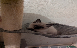 Ragdoll cats for sale: Ragdoll kittens  - Image 3