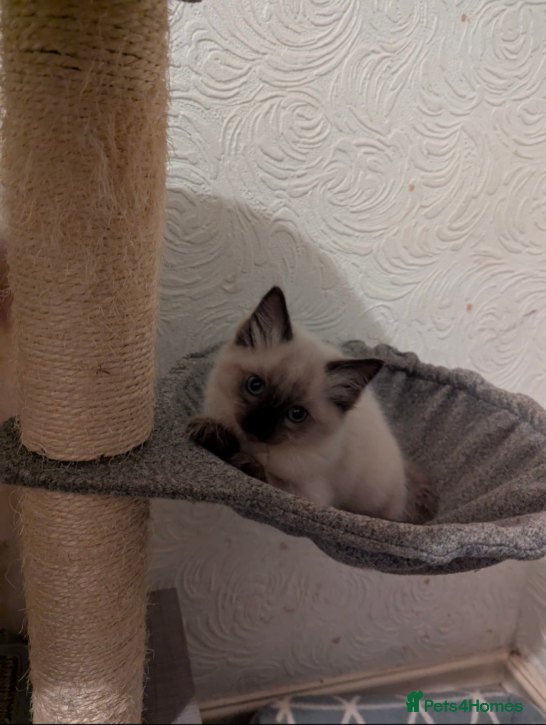 Ragdoll cats for sale: Ragdoll kittens  - Image 3