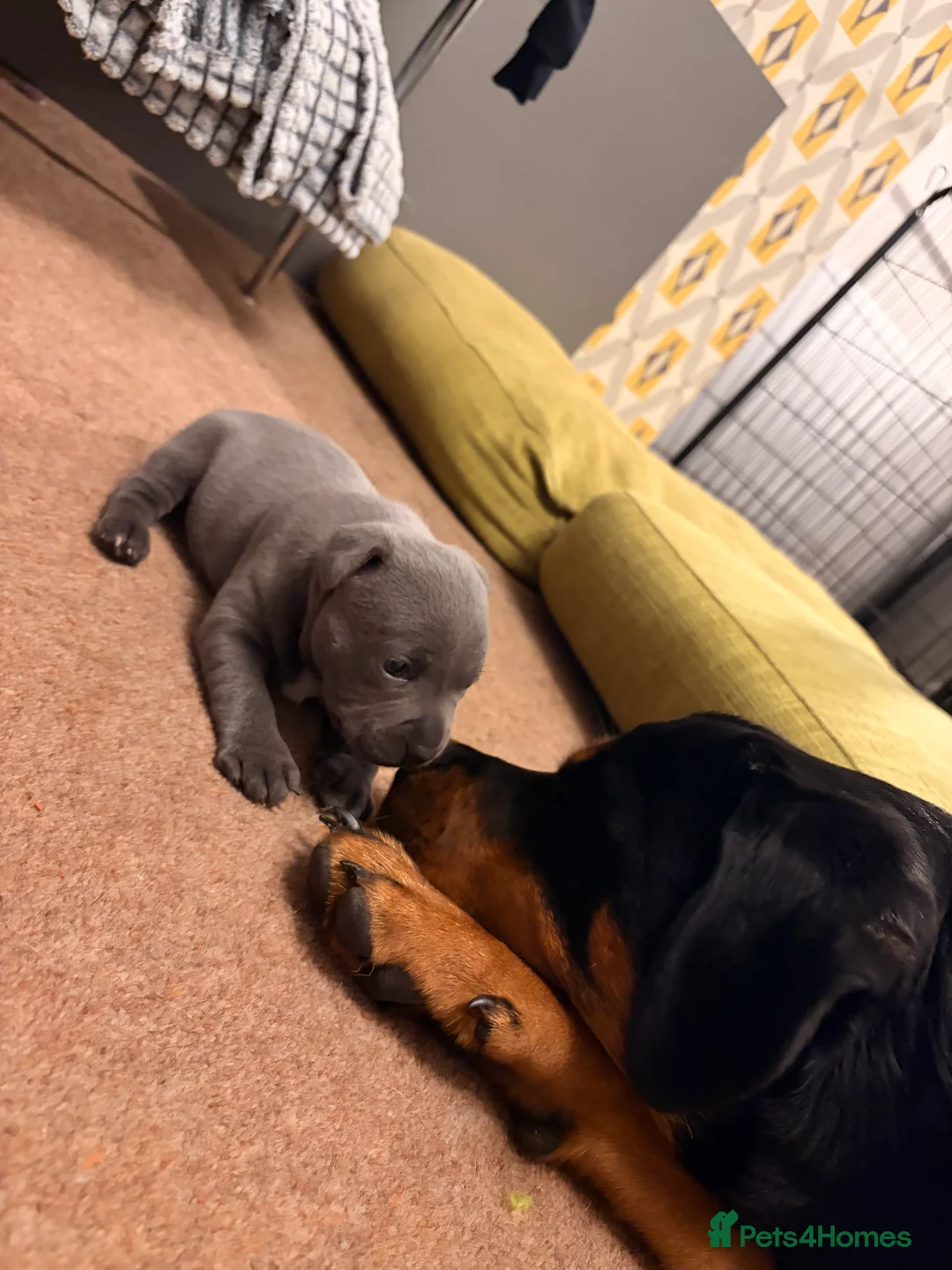 Staffordshire Bull Terrier dogs for sale: Staffordshire Bull Terrier puppies KC registered  - Advert 5