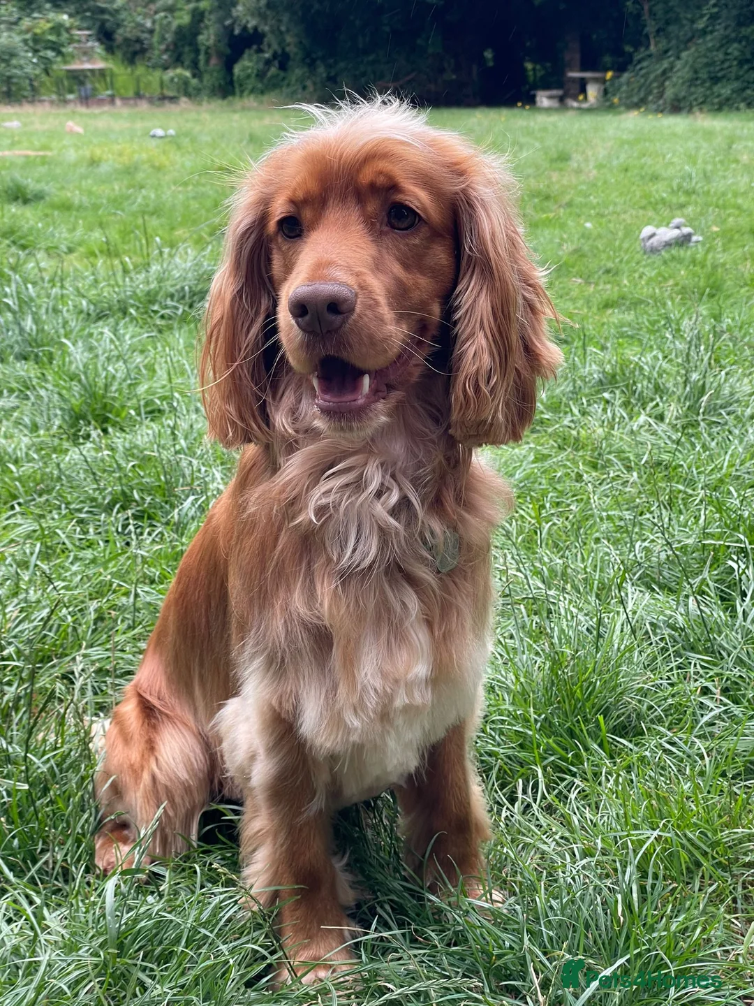 Cocker Spaniel dogs for stud: KC Reg Health Tested Show Cocker Spaniel for Stud in Reading - Advert 2