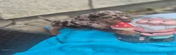 Miniature Dachshund dogs for sale: Gorgeous miniature dachshunds - Advert 6