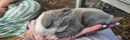 Mixed Breed rabbits for sale: 🐰 Gorgeous Baby Rabbits ready 10th September 🐰 in Wigan - Advert 15