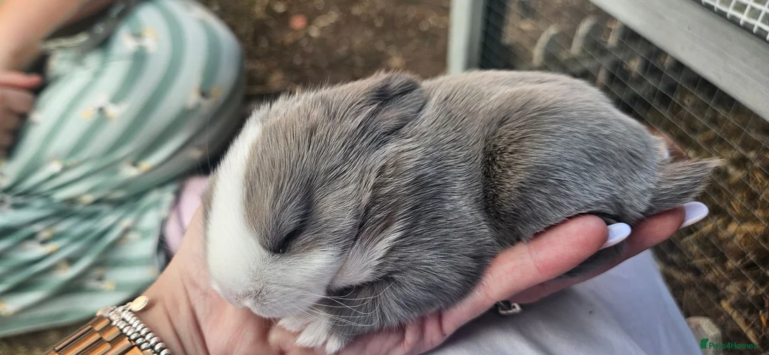 Mixed Breed rabbits for sale: 🐰 Gorgeous Baby Rabbits ready 10th September 🐰 in Wigan - Advert 15