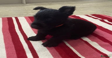 Scottish Terrier dogs - Advert 2