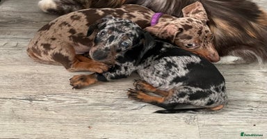 Dachshund dogs - Advert 7