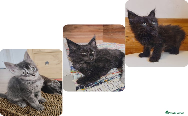 Maine Coon cats - Advert 8