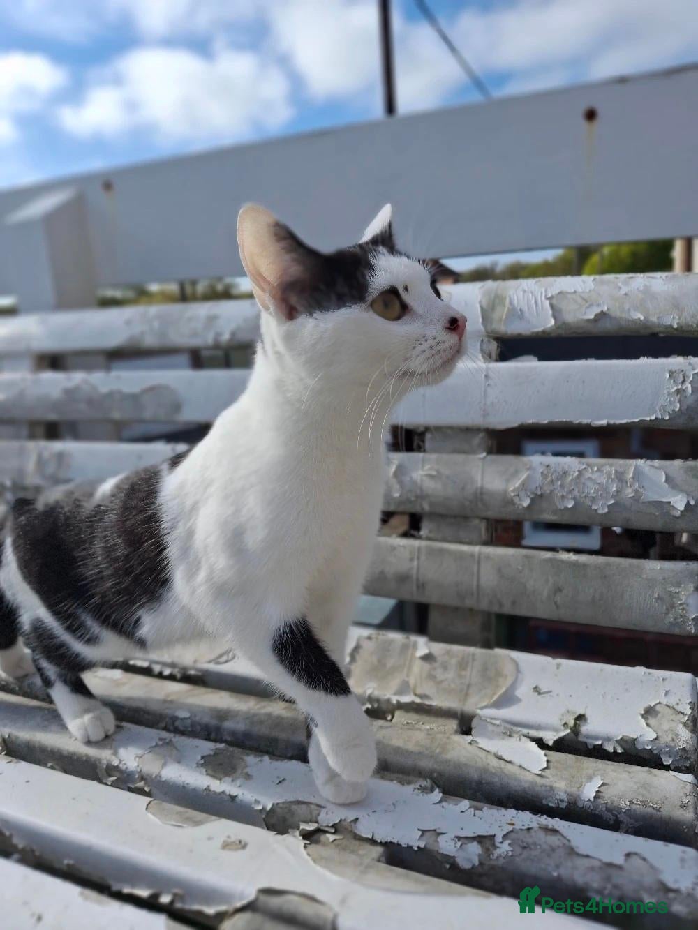 Mixed Breed cats for sale: 2 female cats for sale - Advert 7