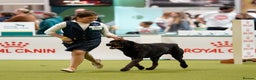 Labrador Retriever dogs for stud: HEALTH TESTED KC CHOCOLATE SHOW LABRADOR FOR STUD in Chesterfield - Advert 7