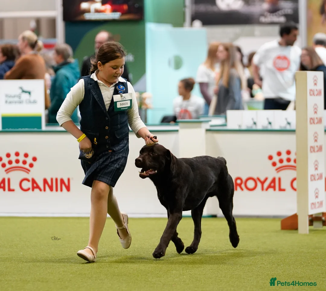 Labrador Retriever dogs for stud: HEALTH TESTED KC CHOCOLATE SHOW LABRADOR FOR STUD in Chesterfield - Advert 7