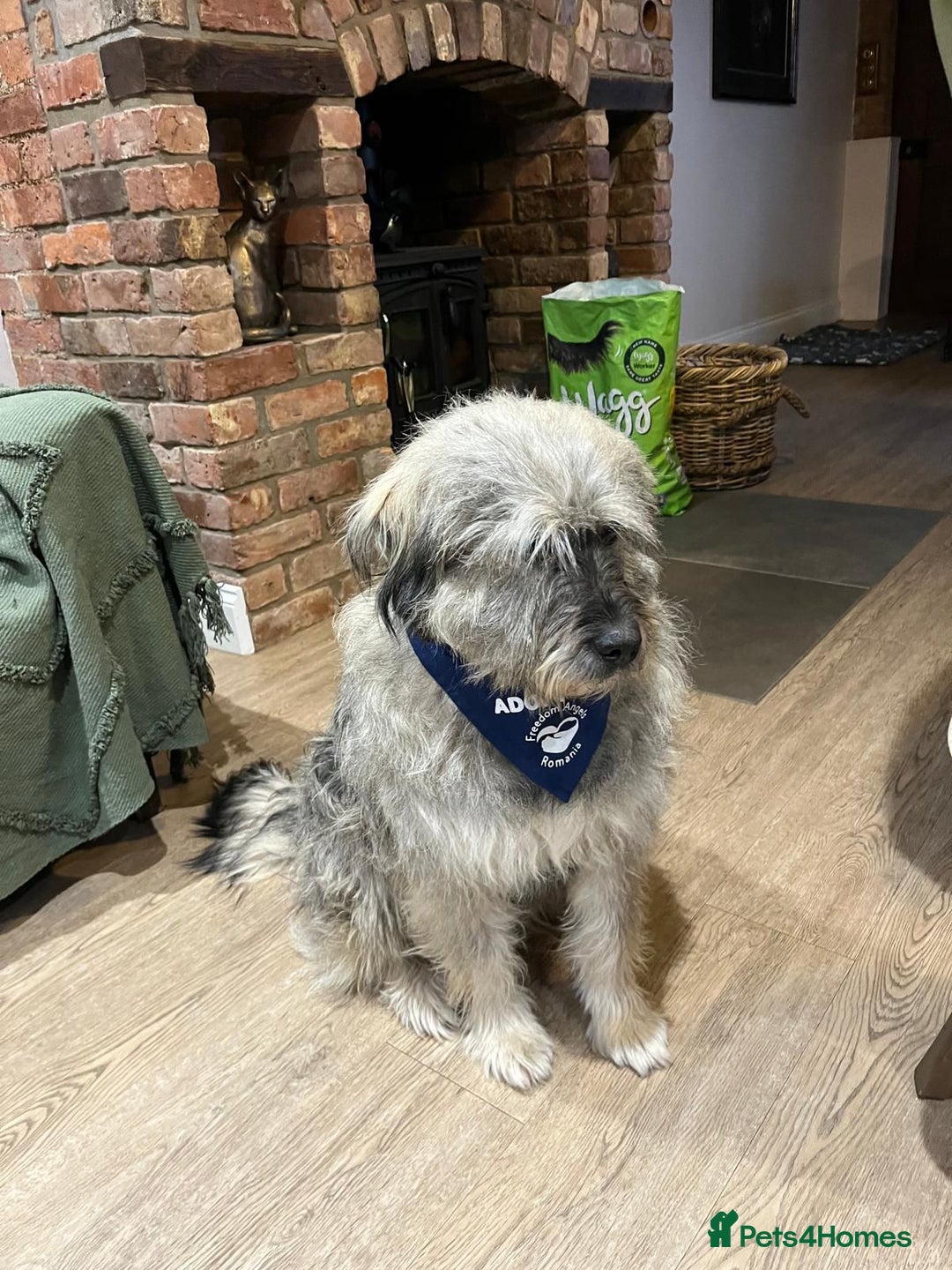 Mixed Breed dogs for adoption: Alexa 🩷 - Advert 2