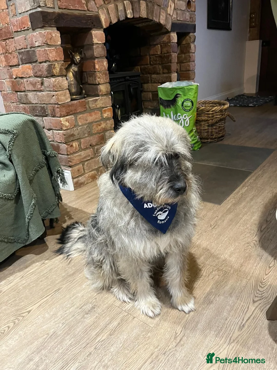 Mixed Breed dogs for adoption: Alexa 🩷 - Advert 2