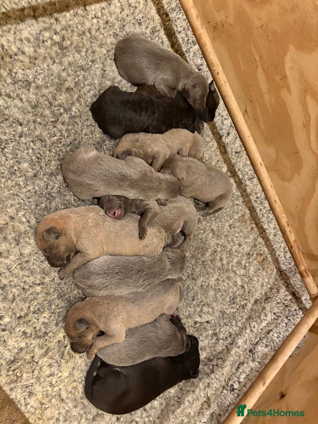Mixed Breed dogs for sale: Bedlington whippet puppies  - Advert 12