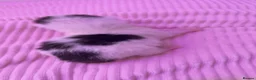 Mixed Breed cats for sale: All available apart from black tailed calico! - Advert 16