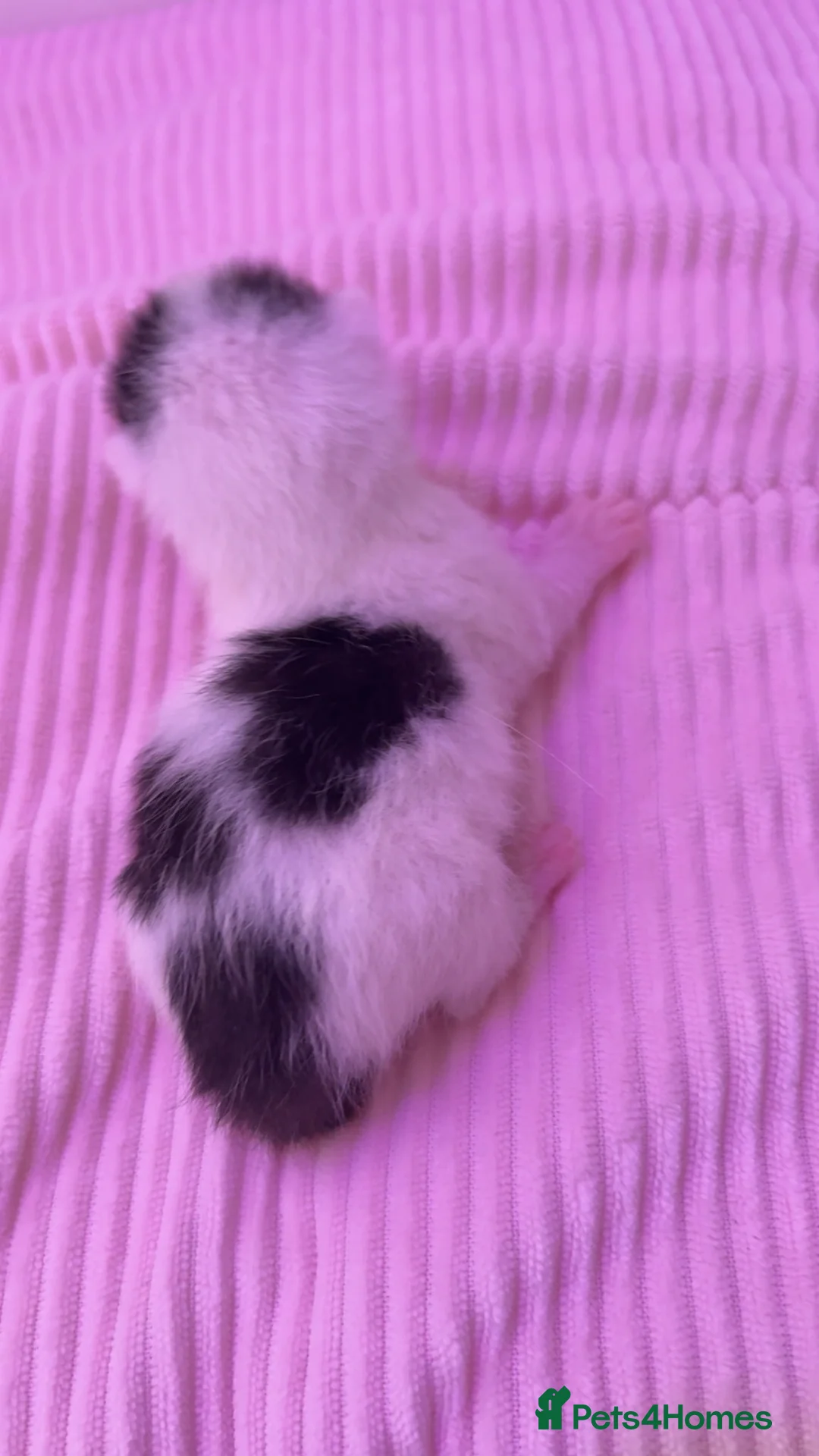 Mixed Breed cats for sale: All available apart from black tailed calico! - Advert 16