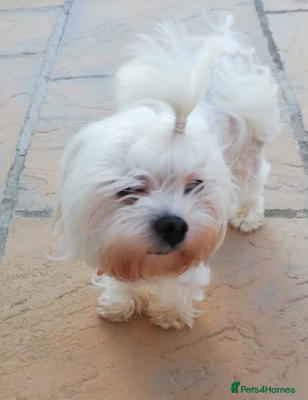 Maltipoo dogs for sale: Toy Maltipoo puppies - DNA health tested parents! - Advert 27