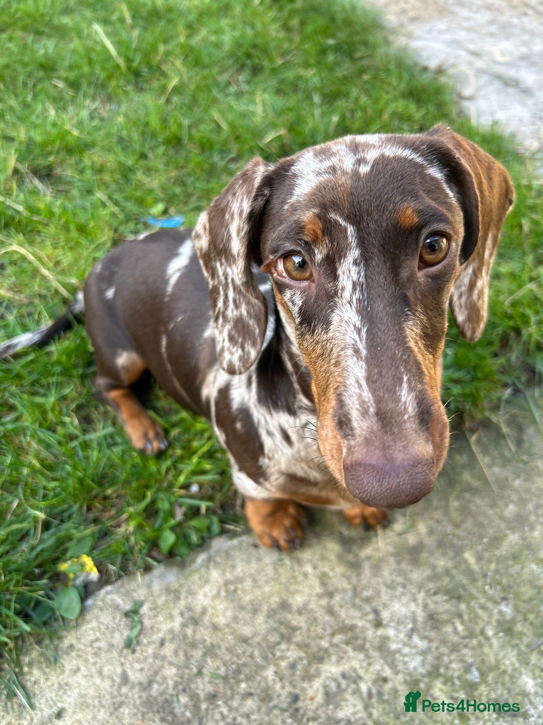Miniature Dachshund dogs for sale: Beautiful Female Miniature Dachshund  - Advert 2