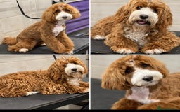 Australian Labradoodle dogs for sale: Australian Labradoodle  - Image 1