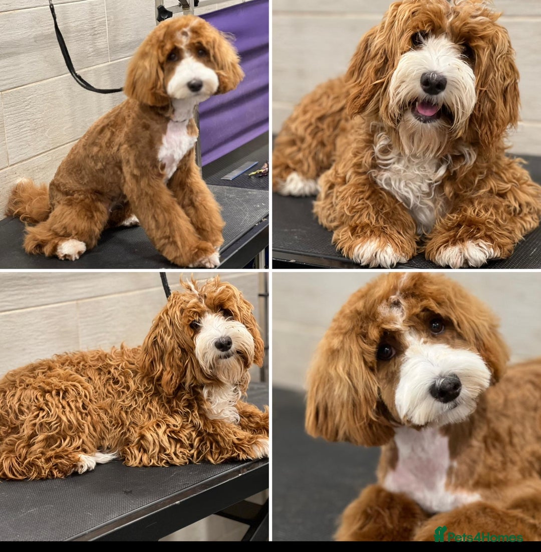 Australian Labradoodle dogs for sale: Australian Labradoodle  - Image 1