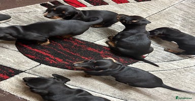Dachshund dogs - Advert 9