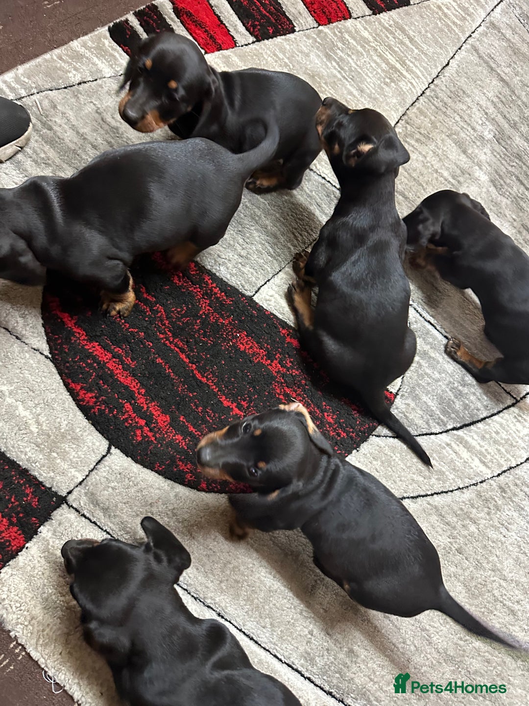 Dachshund dogs for sale: beautiful dachshunds puppies for sale  - Image 3