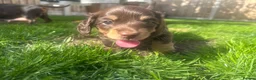 Miniature Dachshund dogs for sale: Exceptional Miniature Dachshunds Babies in Littleborough - Advert 10