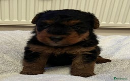 Welsh Terrier dogs for sale: Stunning Health Tested KC Reg Welshie Puppies - Advert 31