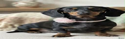Dachshund dogs for sale: 9 Miniature Dachshunds – Ready 19th October! in Bolton - Advert 2