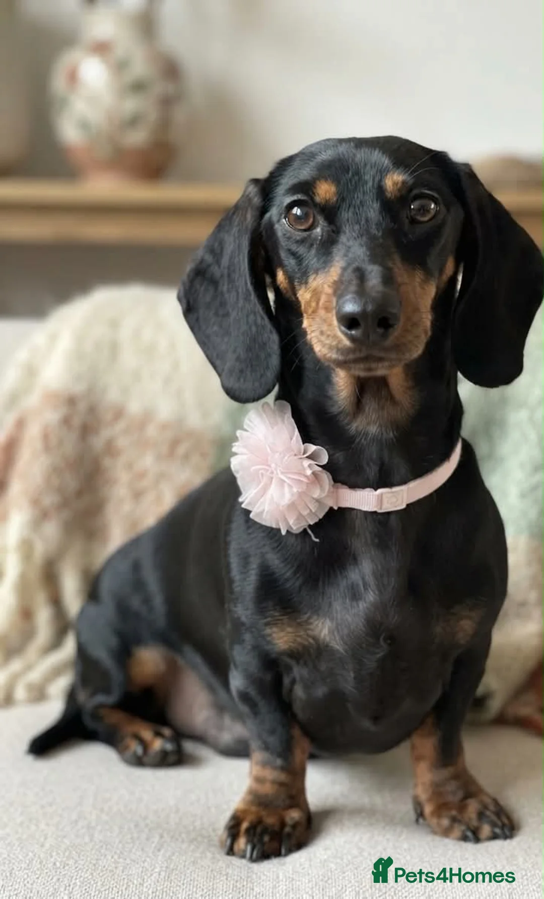 Dachshund dogs for sale: 9 Miniature Dachshunds – Ready 19th October! in Bolton - Advert 2