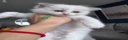 Ragdoll cats for sale: Stunning GCCF Registered Ragdoll Kitten - Advert 4
