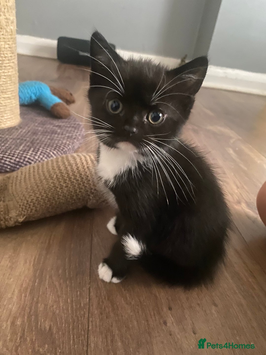 British Shorthair cats for sale: male British short haired black and white kittens  - Image 7