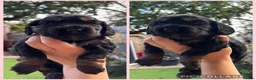 Cocker Spaniel dogs for sale: Beautiful Working × Show Cocker Spaniel Puppies 🐾 - Advert 5