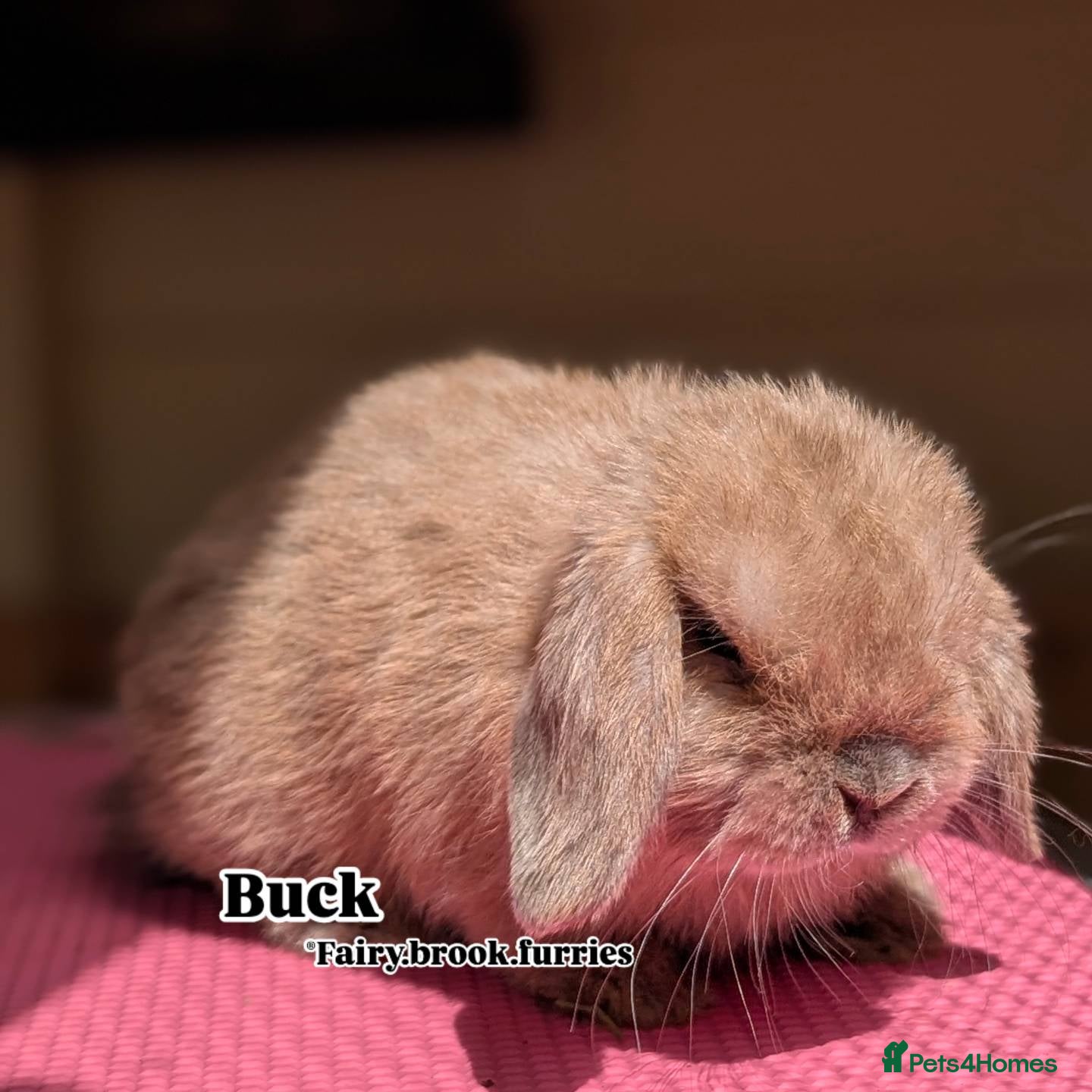 Mini Lop rabbits Mini lops shoe lines - Advert 2