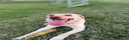 Labrador Retriever dogs for sale: Labrador Retriever  in Chippenham - Advert 3